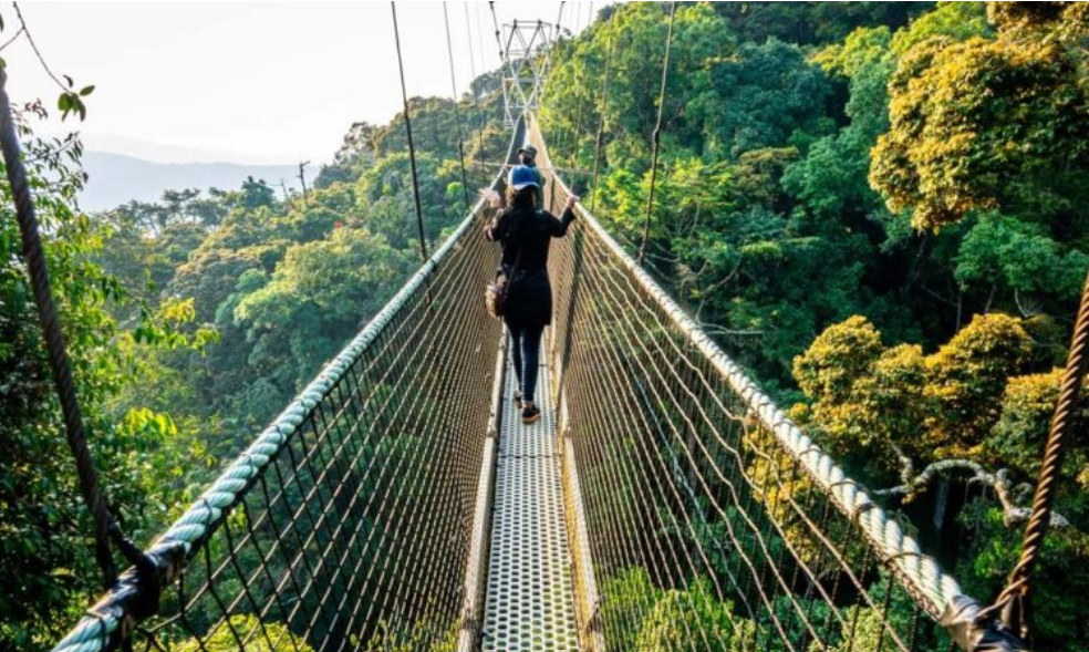 Nyungwe Forest